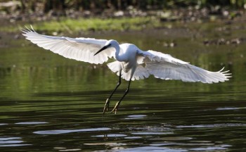 Белые цапли на Дунае вблизи Нови-Сада