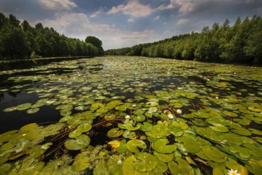 Заповедник "Ковильско-Петроварадинский рит" в Сербии