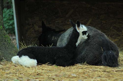 Новое пополнение в зоопарке Загреба