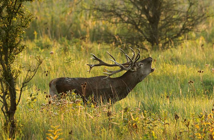 Олени в лесах у городка Бачки-Моноштор