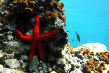 Подводный мир у хорватского острова Вис