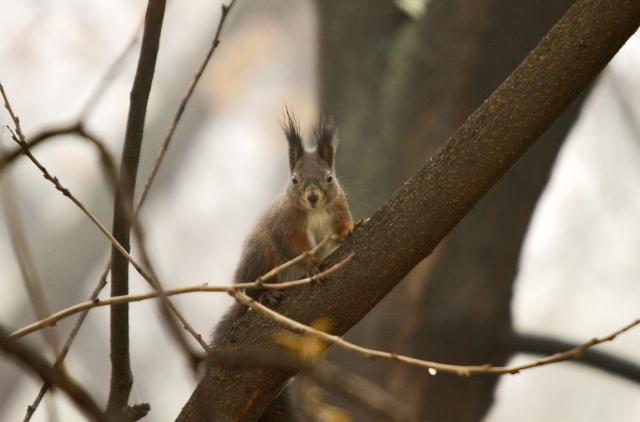 Туманное ноябрьское утро в Нови-Саде