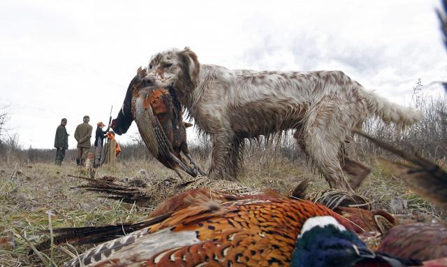 Охота на фазанов в Сербии