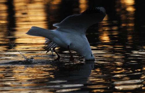 Чайки на Дунае в окрестностях Нови-Сада