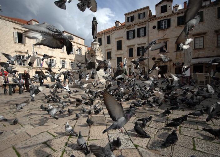 Голуби в хорватском Дубровнике