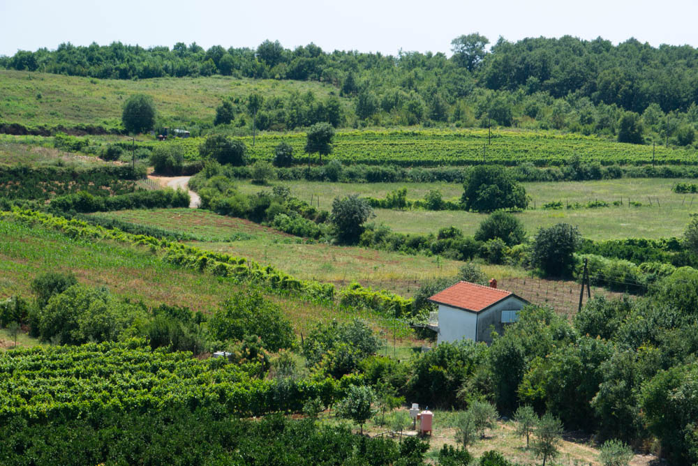 Винодельческий регион Бриска-Гора в Черногории