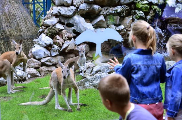Летний день в белградском зоопарке