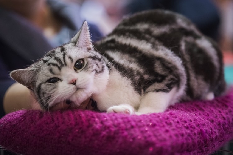 Международная выставка кошек в Загребе в марте 2016 г.