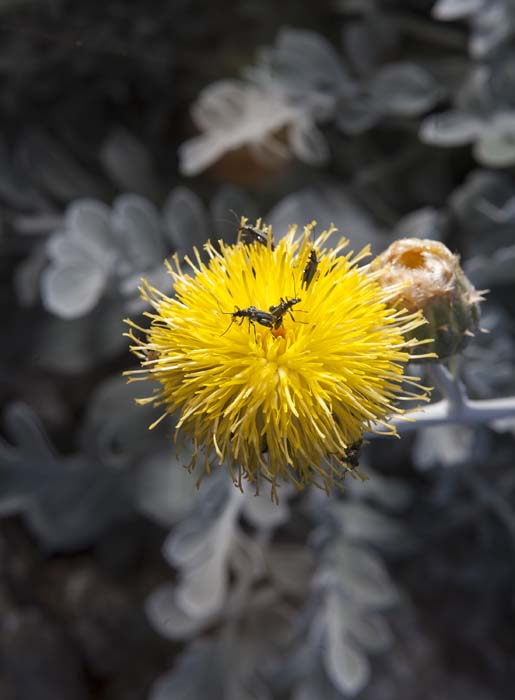 Хорватский остров Палагружа