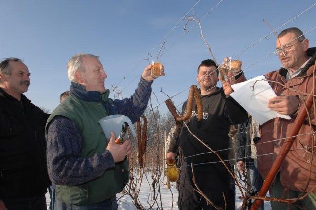 Праздник Винцеково в Хорватии