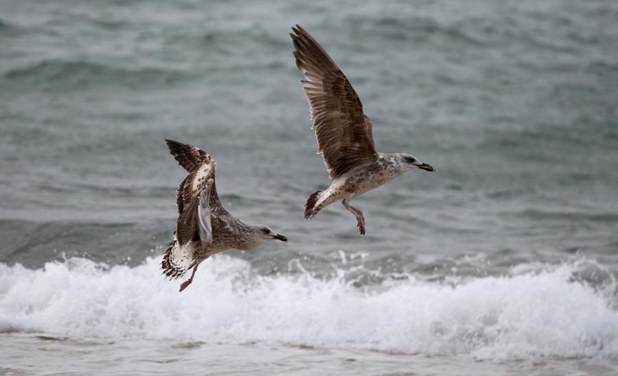 Шторм в хорватском поселке Ражанац Северной Далмации