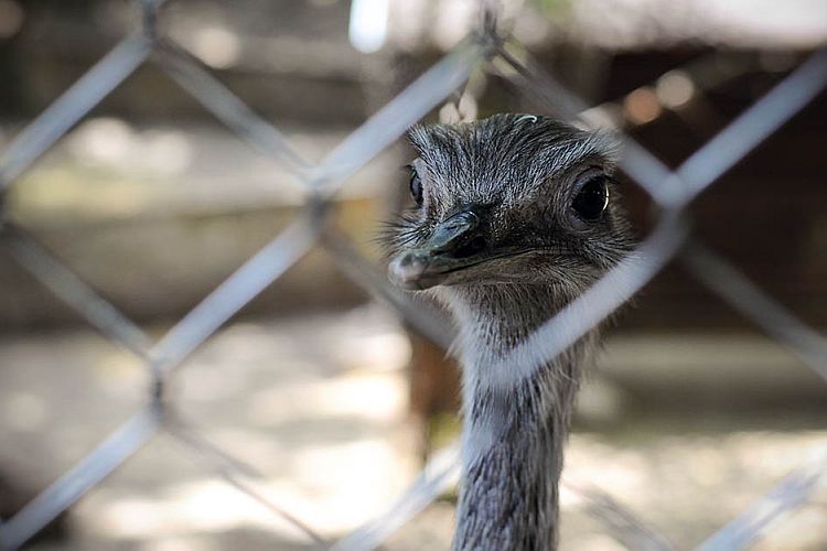 Белградский зоопарк летом 2016 г. 