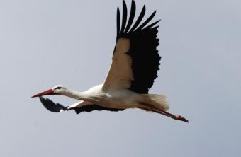 Аисты в сербском селе Тараш