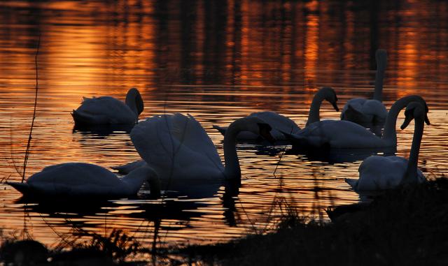 Лебеди в сумерках сербского Нови-Сада