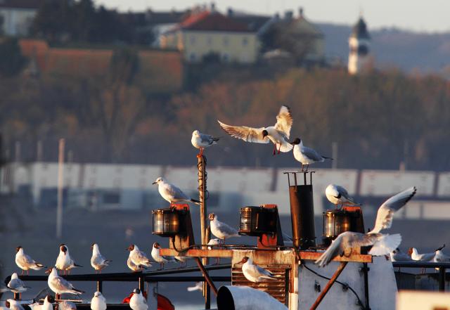 Первое весеннее утро в окрестностях сербского Нови-Сада
