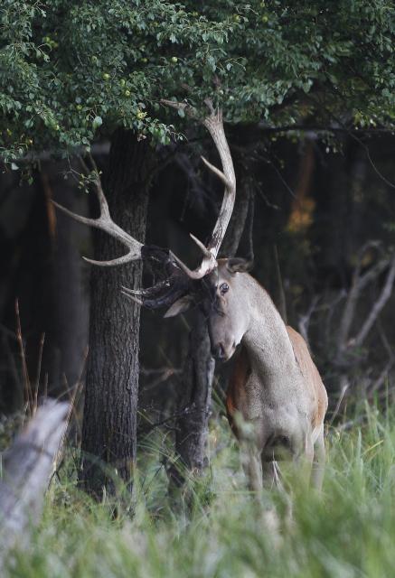 Олени в охотничьей зоне "Козара" в сербской Воеводине