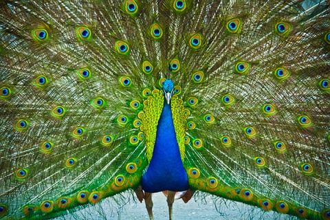 Новые постояльцы зоопарка в Белграде