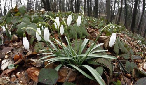 Подснежники на горе Фрушка-гора