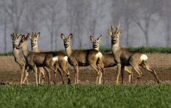 Олени в охотничьем хозяйстве "Сента" в Сербии