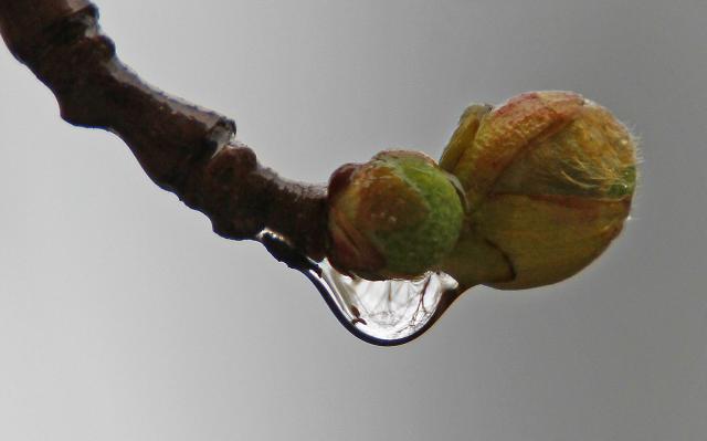 Дождливый день в Нови-Саде