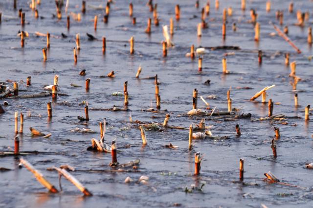 Поля в окрестностях Сомбора