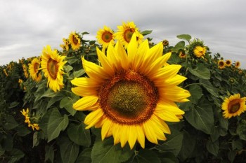 Поля подсолнечника в окрестностях Сомбора