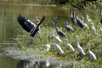 Цапли на реке Босут