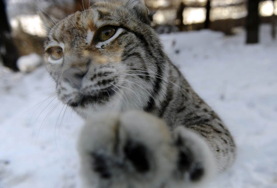 Зоопарк в Загребе в зимнее время года