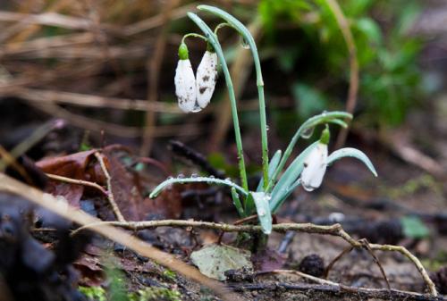 Первые подснежники в окрестностях Риеки