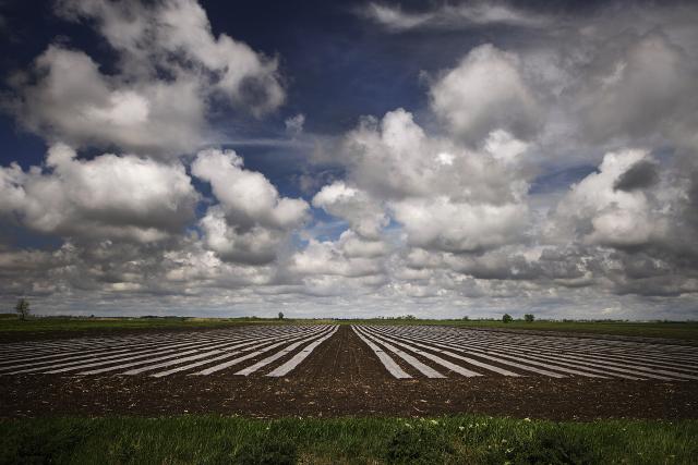 Поля в окрестностях Сомбора