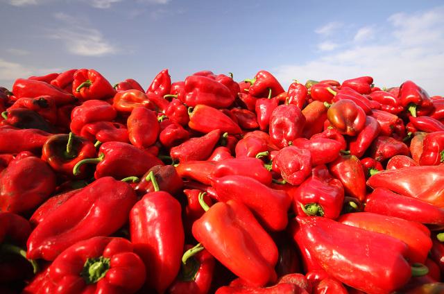 Сбор урожая перца в сербском поселке Руски-Крстур