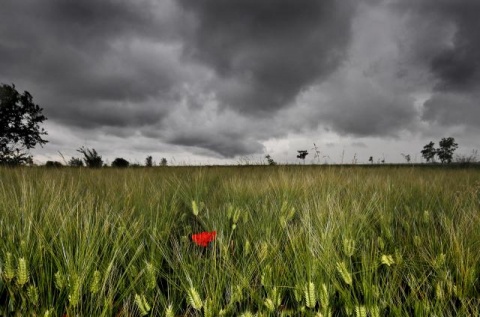 Поля в сербской Воеводине