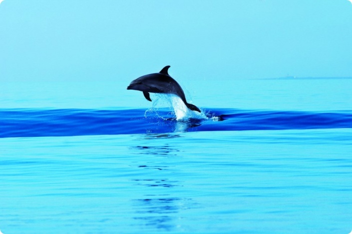 Дельфин в Адриатическом море. Фото: Visitlosinj.hr