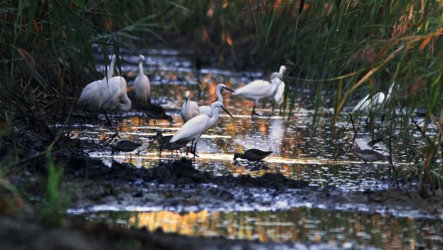 Лес в окрестностях сербского Бачки-Моноштора