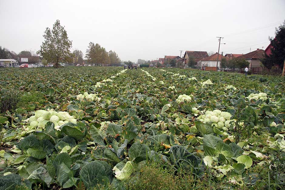 Сбор капусты в сербском Футоге
