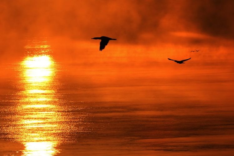 Туманное утро на Дунае в ноябре 2016 года