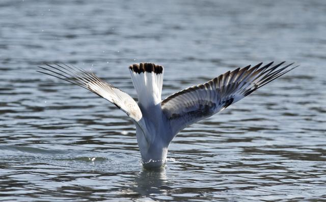 Чайки на охоте в водах Дуная