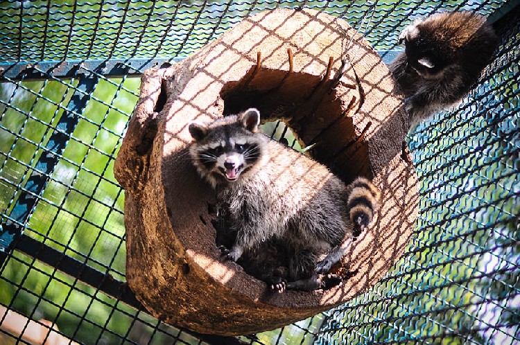 Енот в Белградском зоопарке