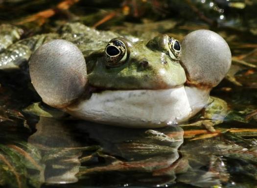 Лягушки в заповеднике "Горне-Подунавле" в Сербии