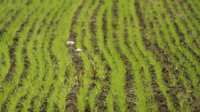 Поля пшеницы в окрестностях Нови-Сада