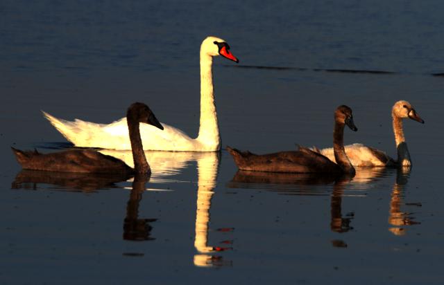 Лебеди на Дунае