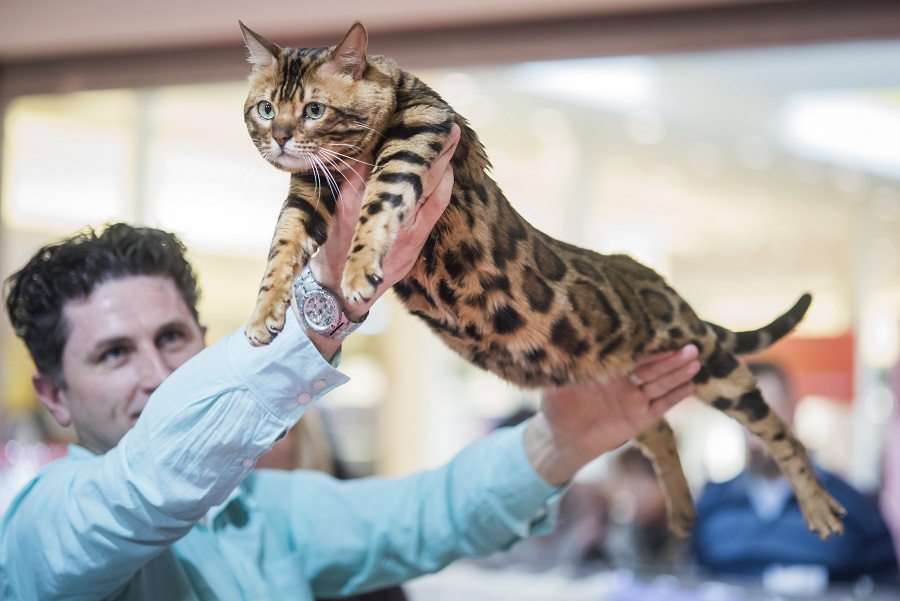 Международная выставка кошек в Загребе в марте 2016 г.