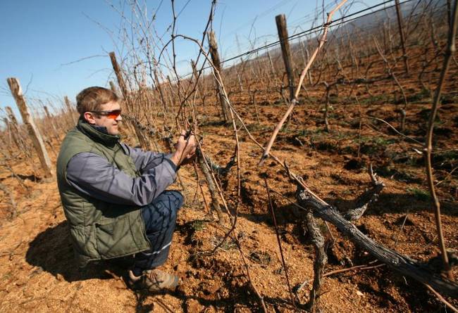 Зимняя обрезка виноградных лоз в Хорватии