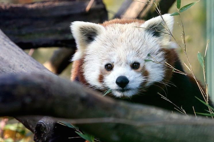 День красной панды в Загребе