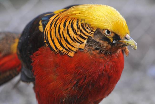 Ферма вблизи хорватского города Винковцы