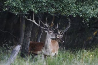 Олени в охотничьей зоне "Козара" в сербской Воеводине