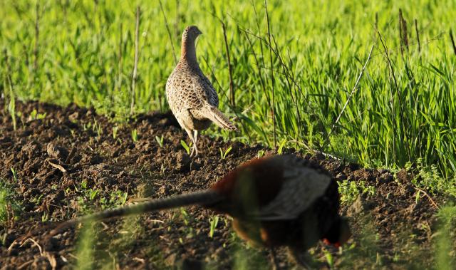 Брачные ритуалы фазанов в окрестностях Нови-Сада в Сербии
