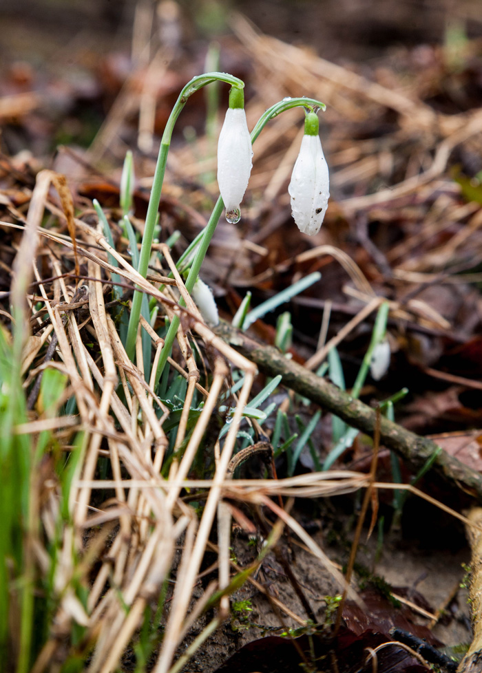 Первые подснежники в окрестностях Риеки
