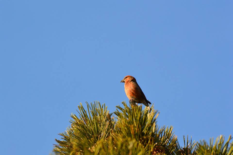 Национальный парк Paklenica в Хорватии. Фото: Facebook, Nacionalni park Paklenica Национальный парк "Пакленица" зимой 2016 года
