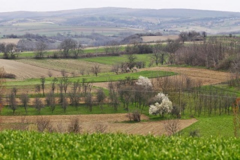 Весенний день в сербском национальном парке "Фрушка-Гора"